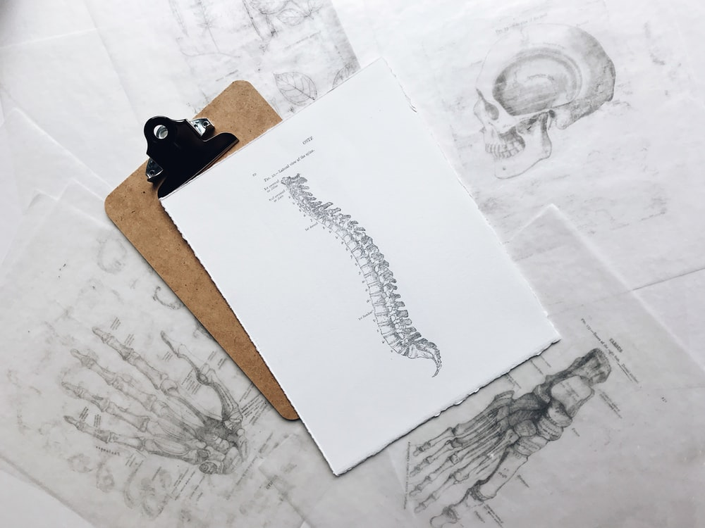 A spinal cord drawing